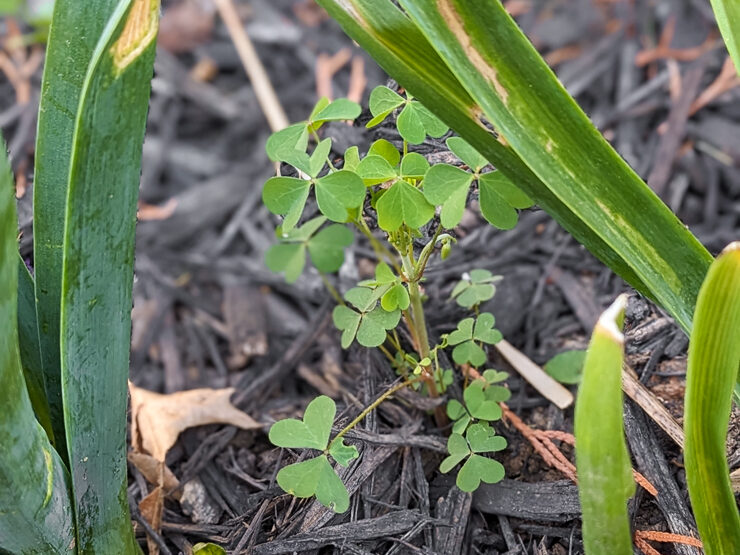 sorrel growing in a garden