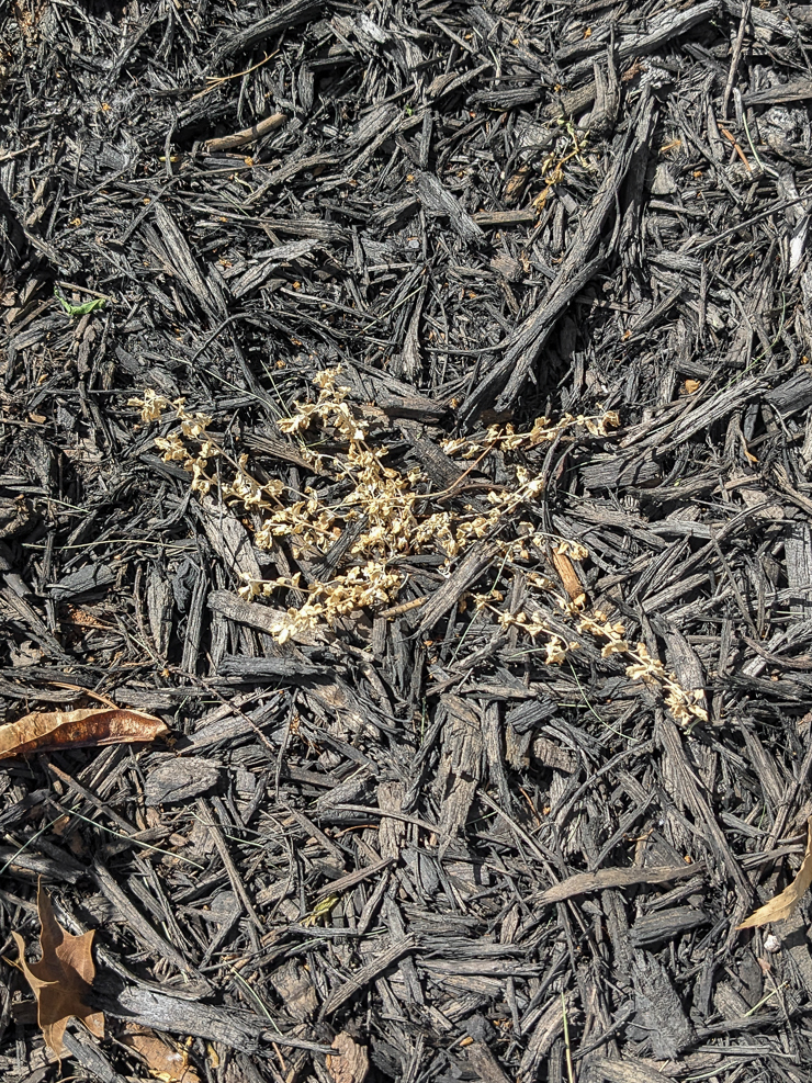 bindweed foliage after spraying with vinegar