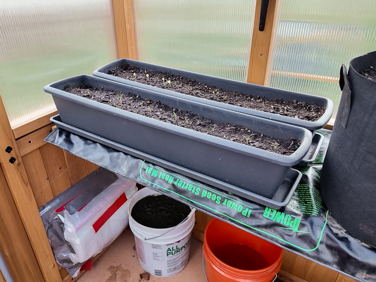 containers with soil