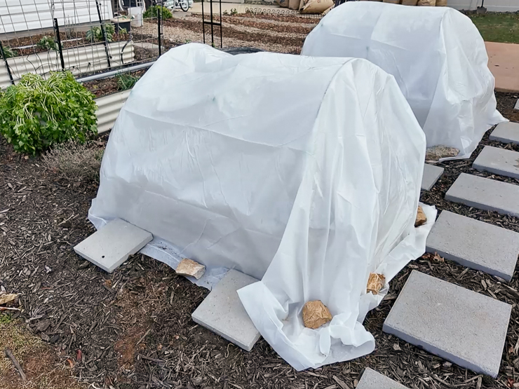 hoop house raised beds