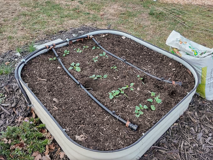 raised bed of spinach