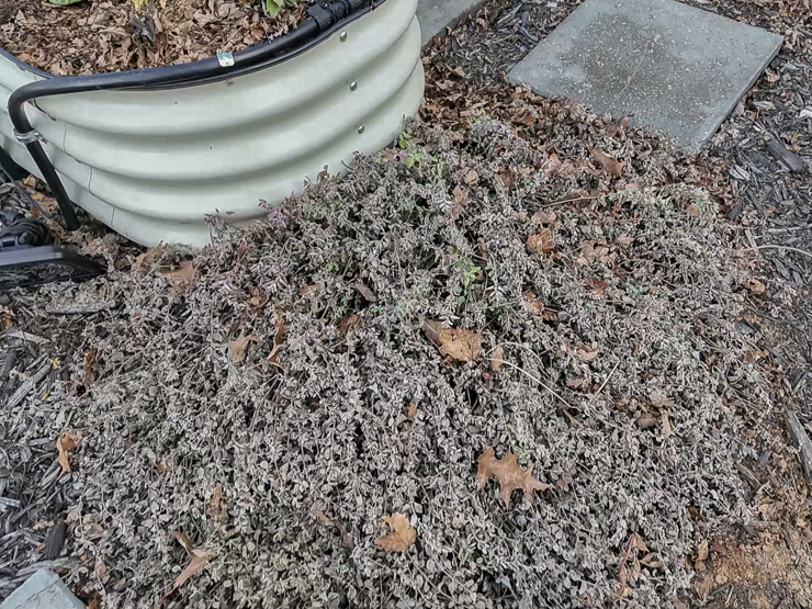 dried catmint