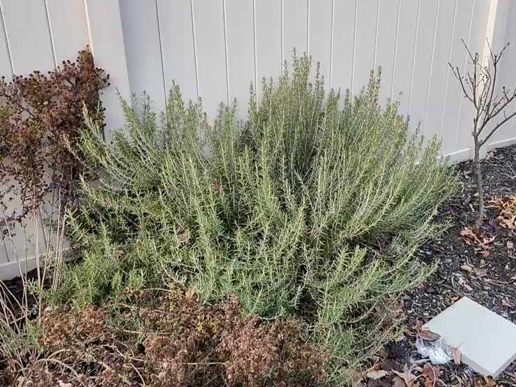 large rosemary bush