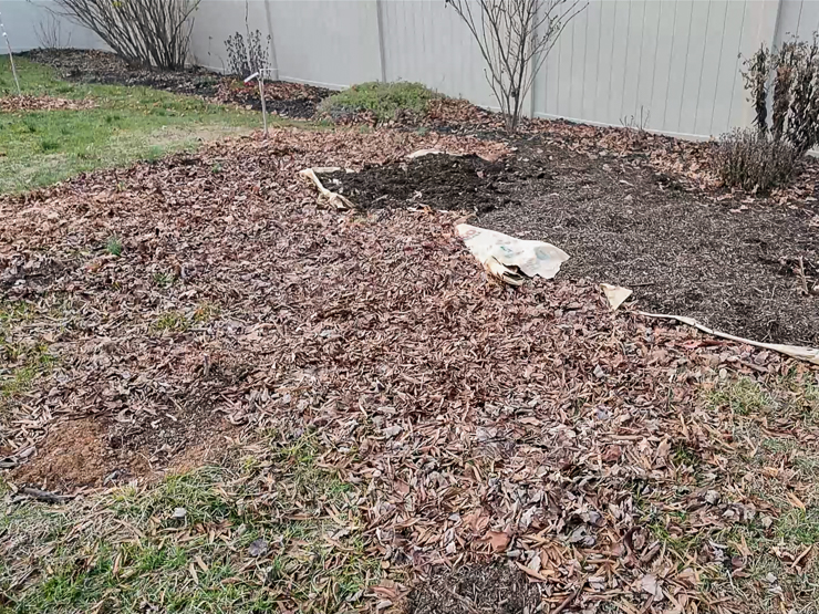 leaves and soil on the ground