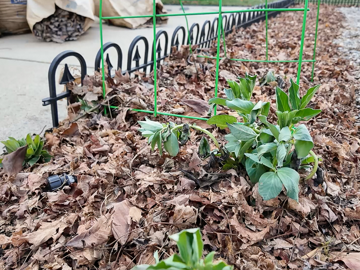 fava beans growing