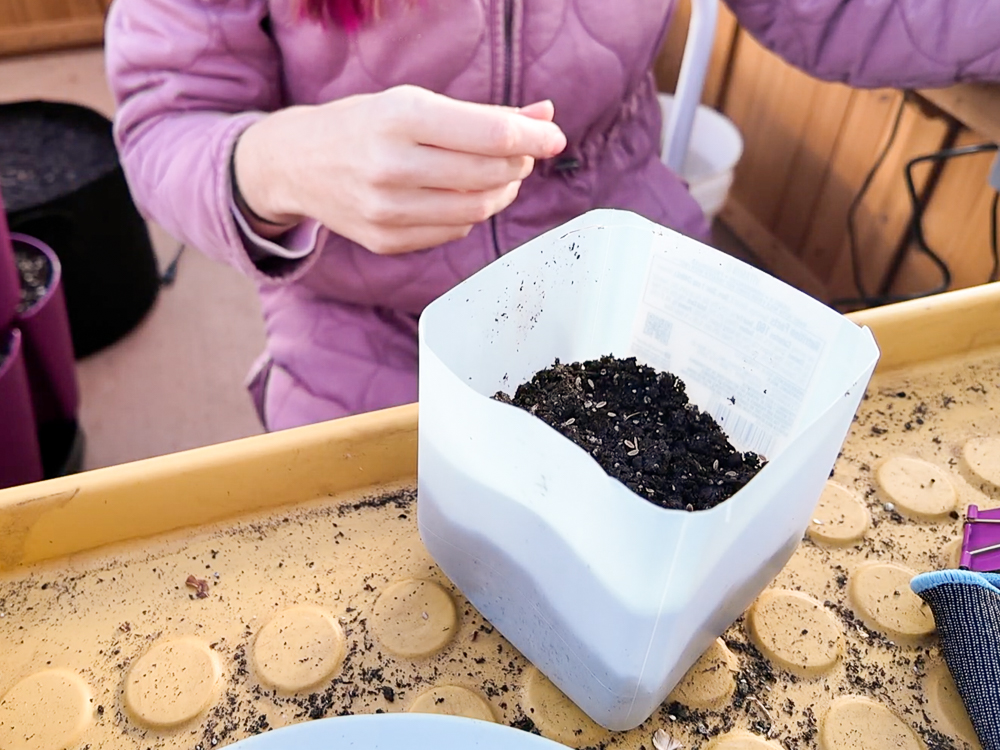 adding soil and seeds