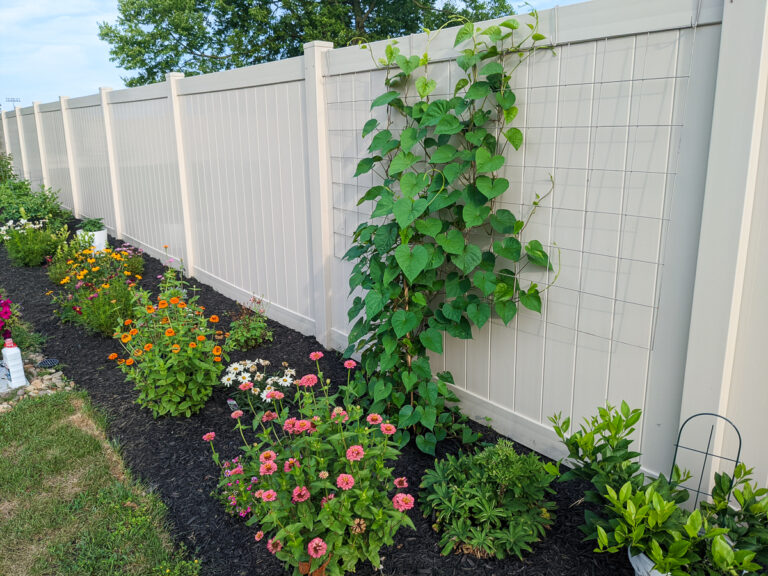 moonflower vine growing up a vinyl fence