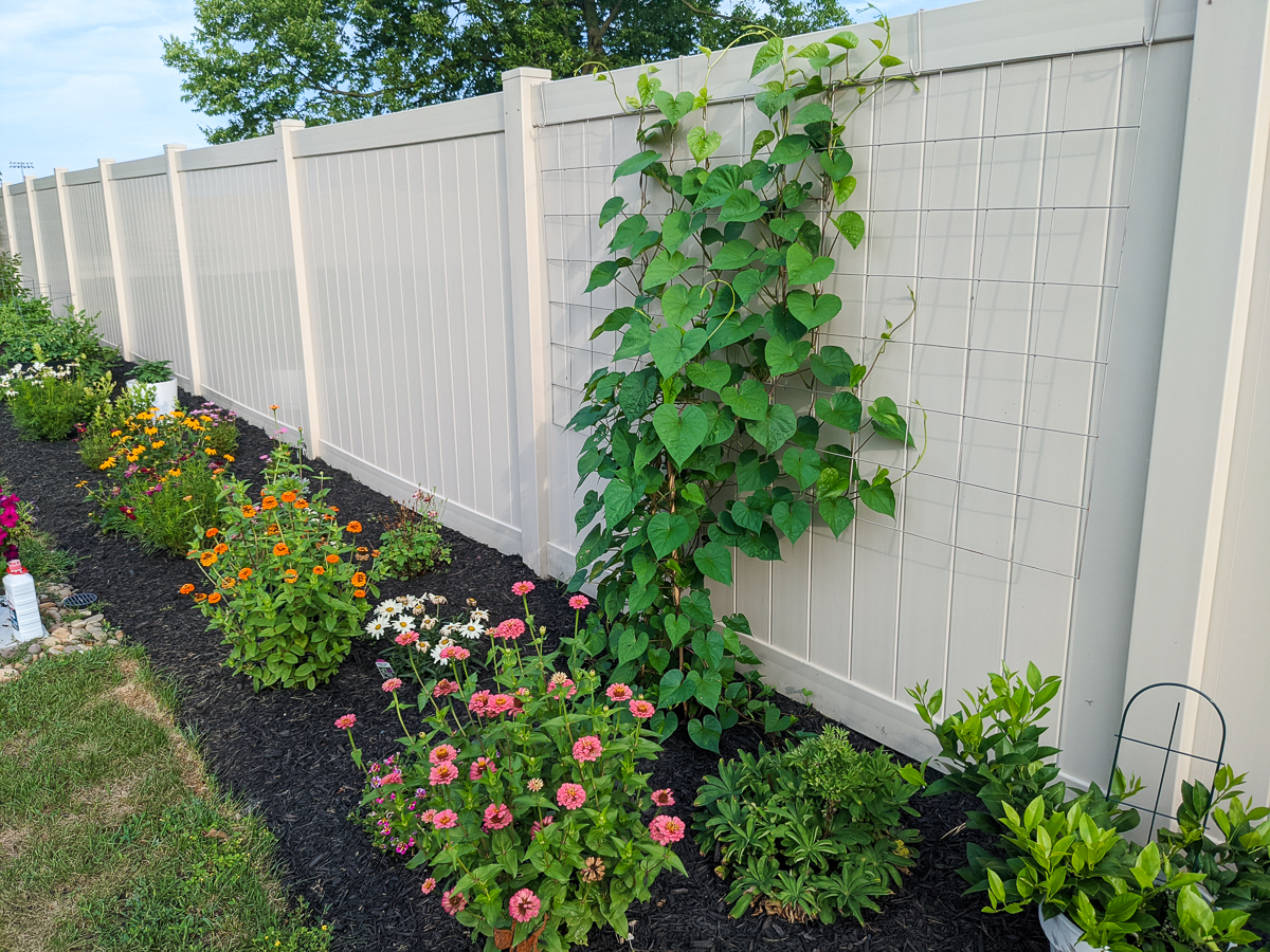 moonflower vine growing up a vinyl fence
