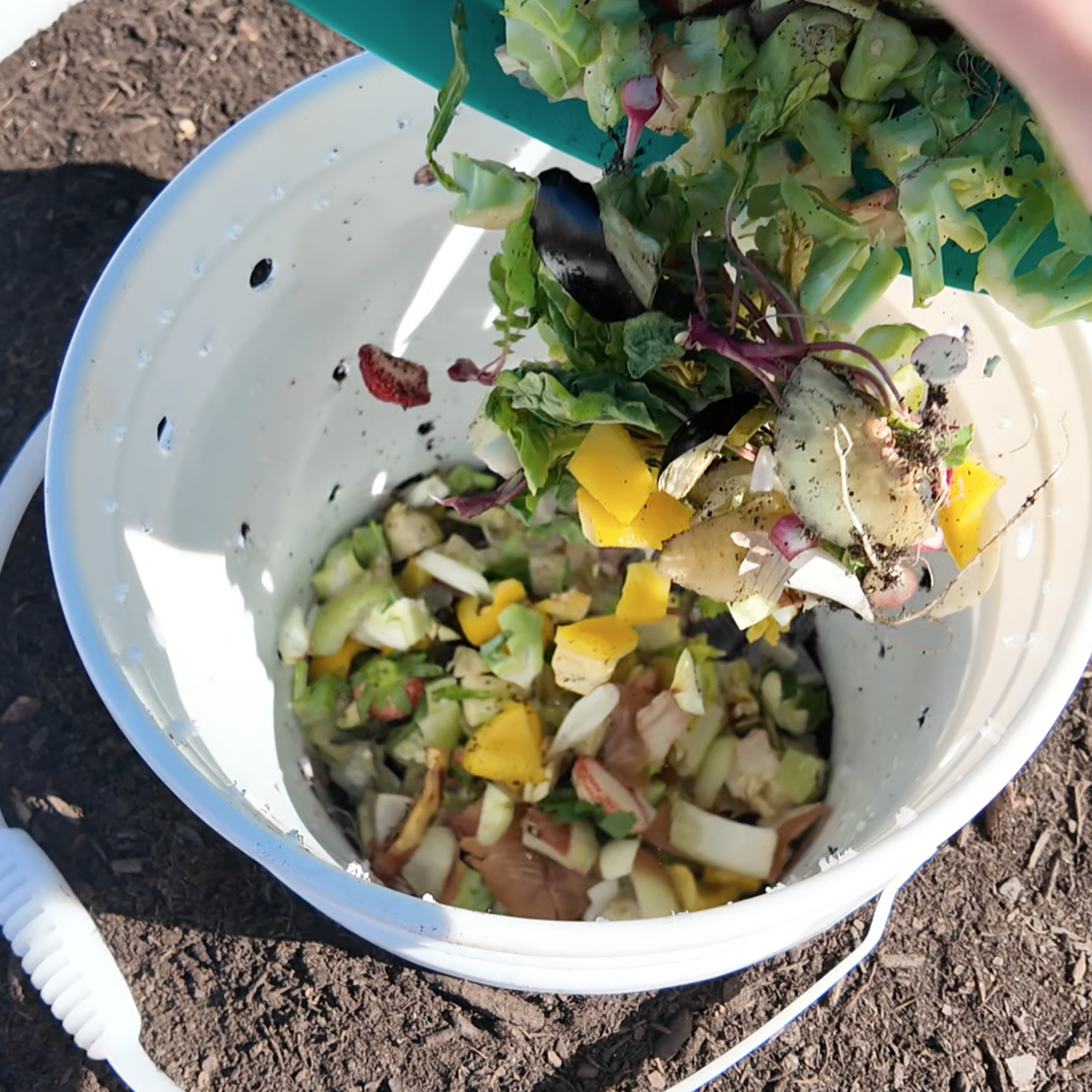 adding kitchen scraps to the bucket