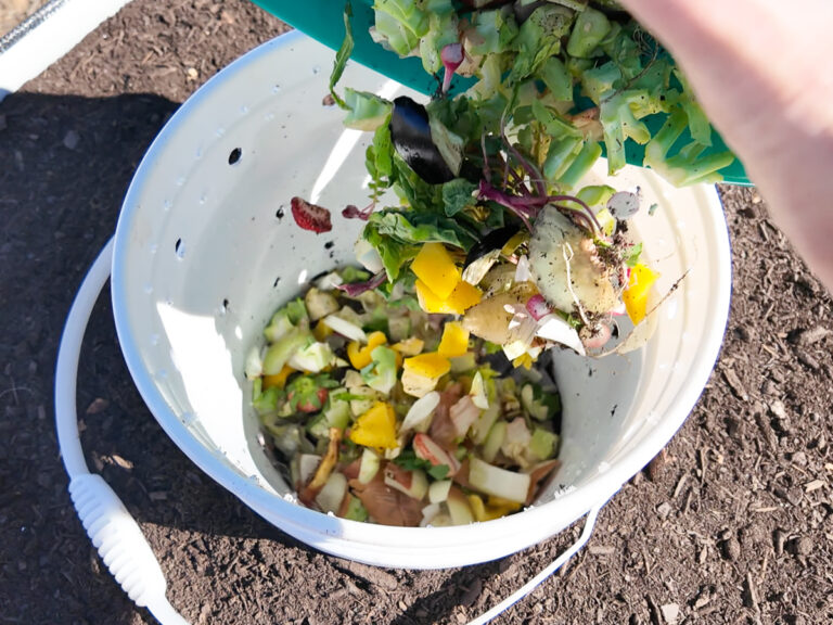 dumping food scraps into compost bin