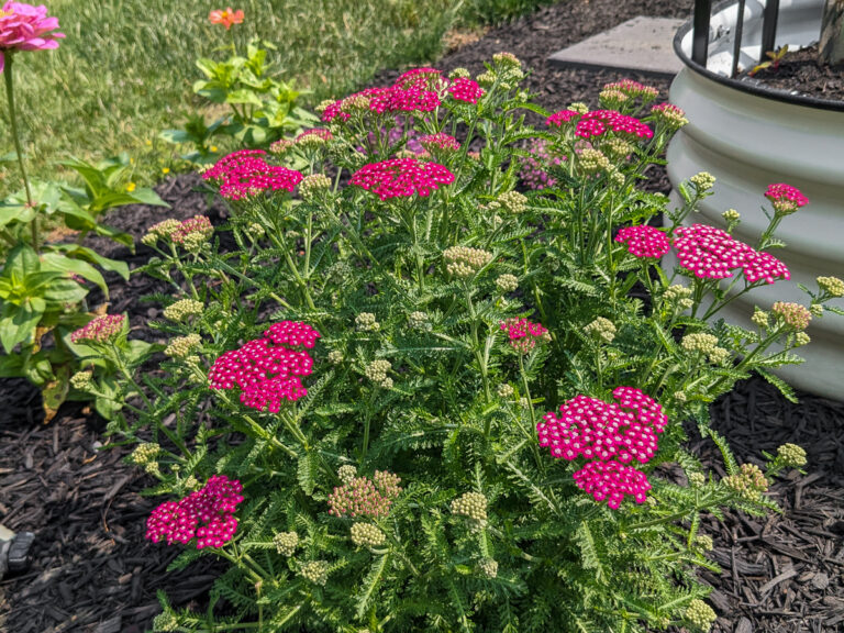 hot pink yarrow