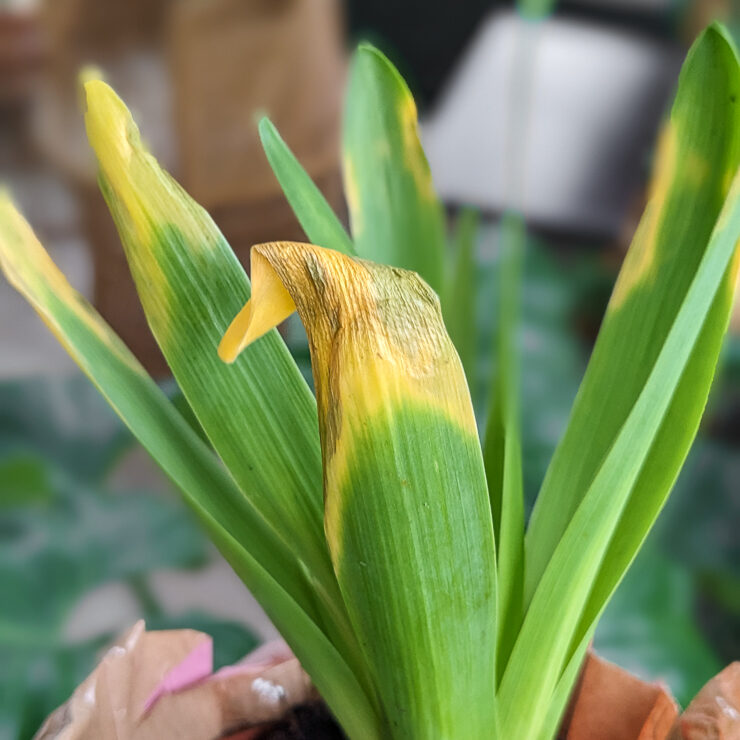 hyacinth leaves beginning to die