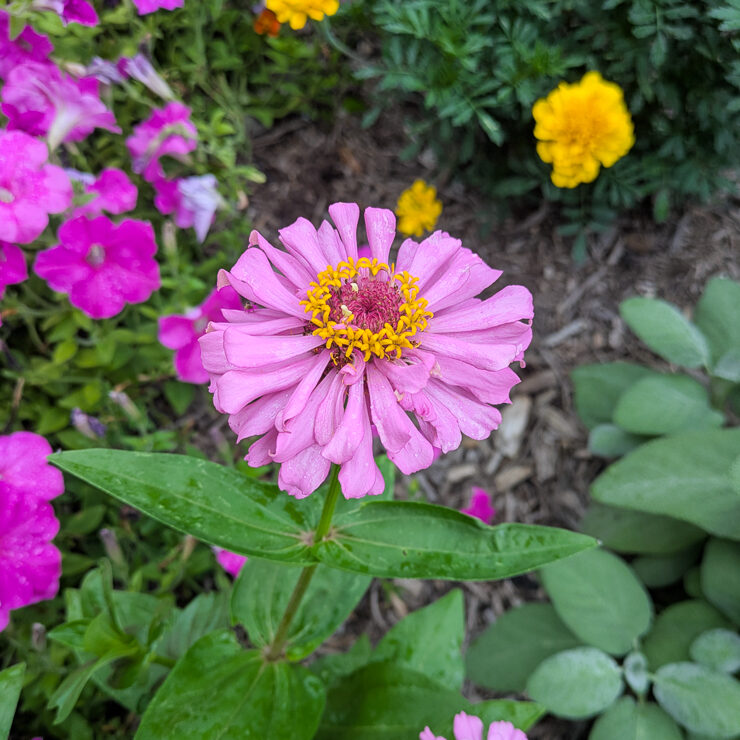 pink zinnia