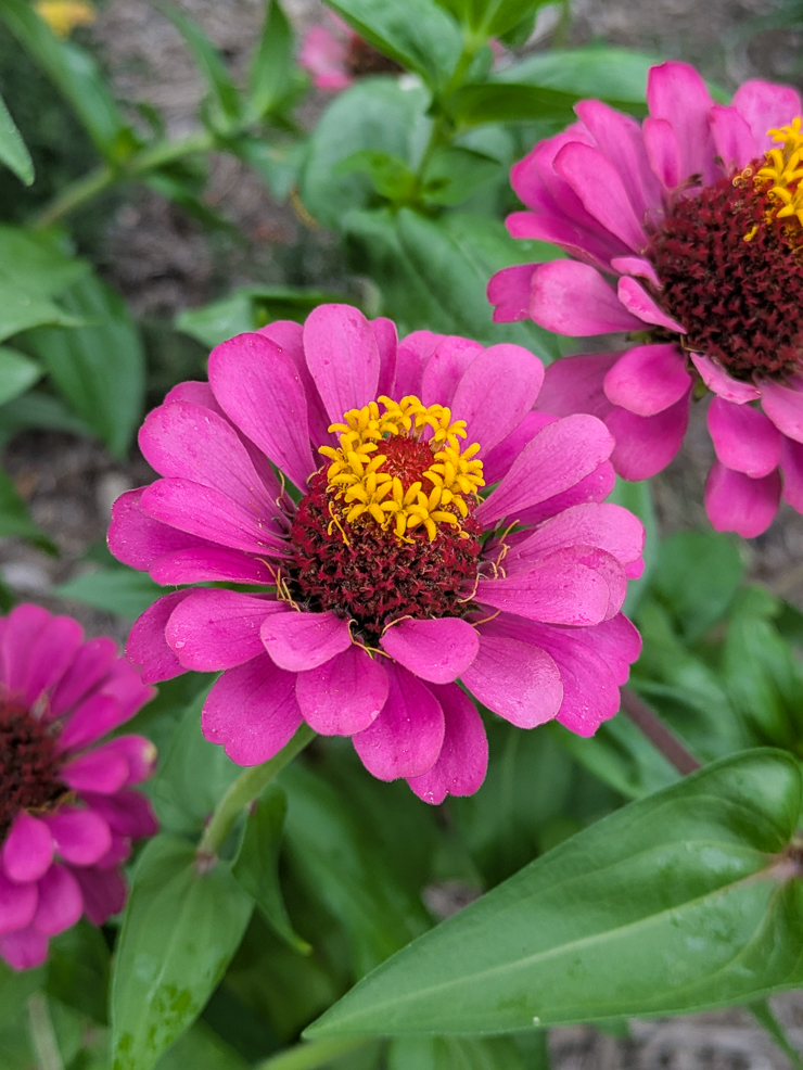 pink zinnia