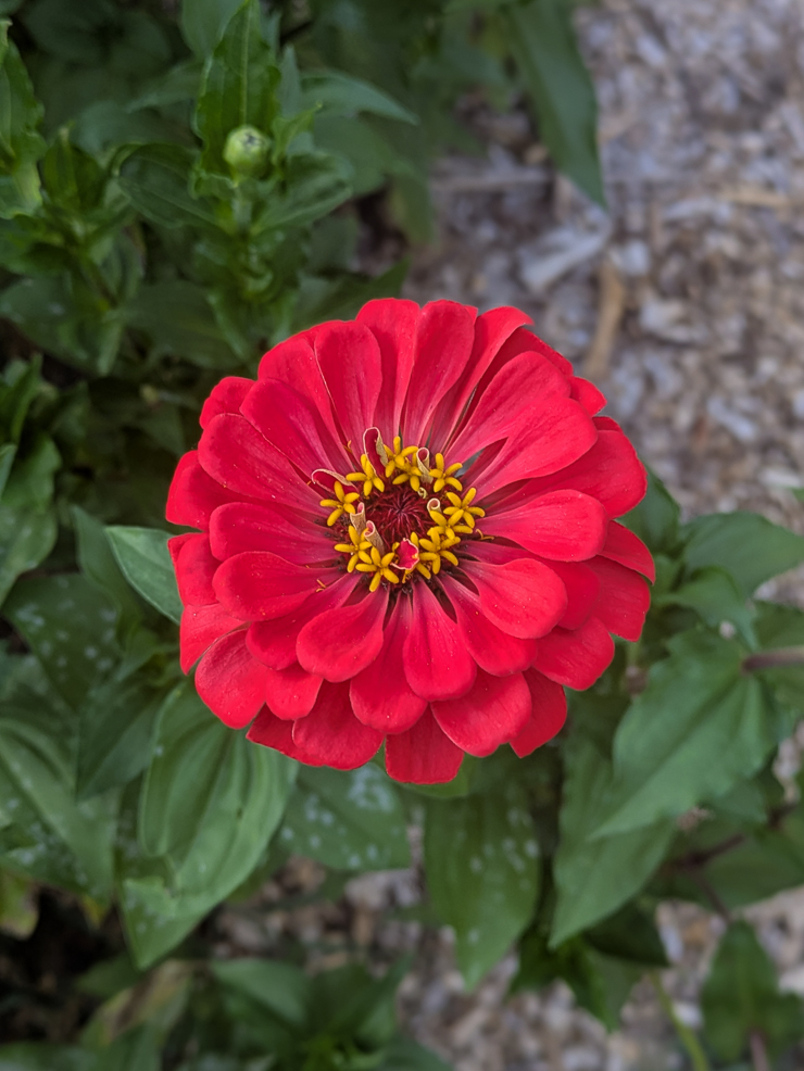 red zinnia