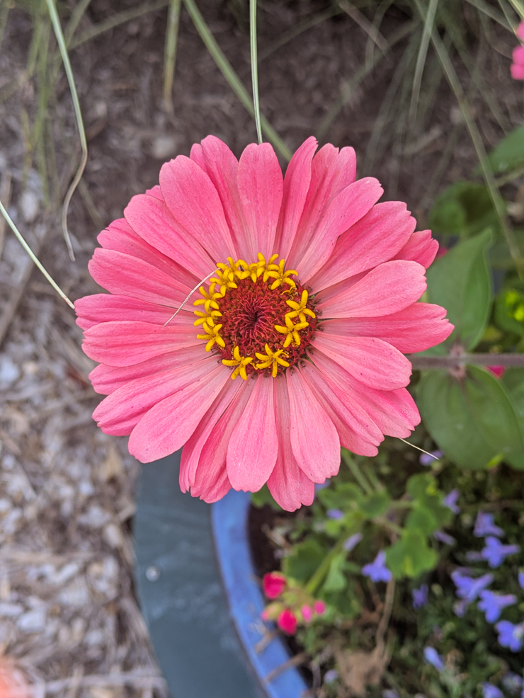 pink zinnia