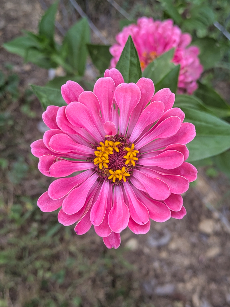 pink zinnia
