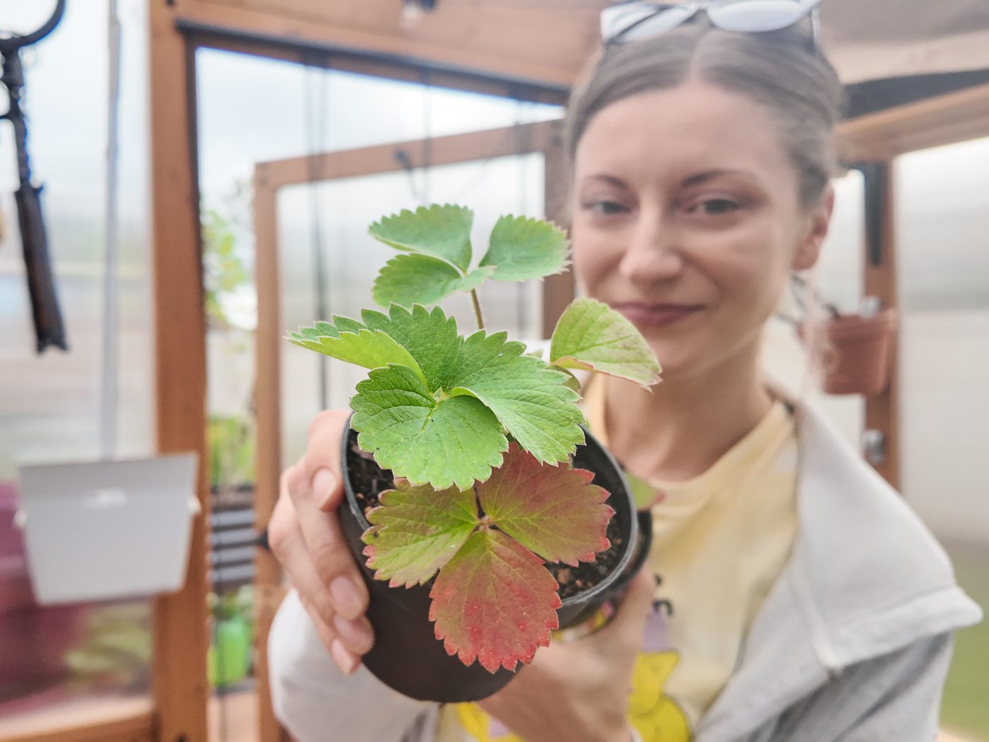 Propagate Learning Learn how to propagate strawberry runners for an endless supply!